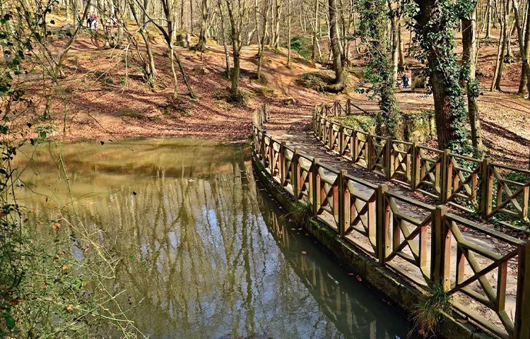 جنگل بلگراد