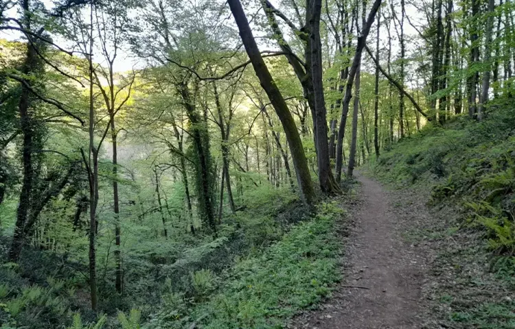 جنگل بلگراد